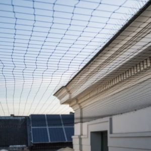 Bird And Pigeon Netting Services Falkirk