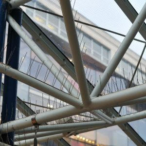 Bird Proofing Spikes Falkirk