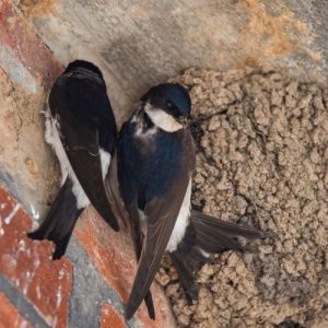 House Martins Removal Falkirk
