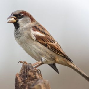 House Sparrow Removal Falkirk