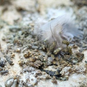 Pigeon Fouling Removal & Cleaning Falkirk