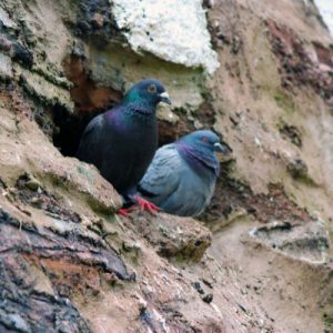 Pigeon Roost Removal Falkirk