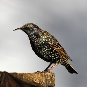 Starling Removal Falkirk